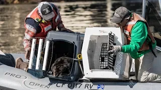 Rescued Sea Otters That Bonded in Recovery Return to the Wild Together