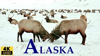 ALASKA 4K FILM DE RELAXARE / ANIMALE, PEISAJE, SUNETE ALE NATURII SI MUZICA RELAXANTA