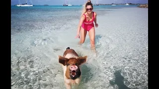 Pig Island | Bahamas Staniel Cay