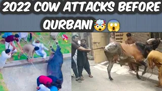 Qurbani 2022/Dangerous Animal Attack/ Anari kasaei ki shamat/Bakra Eid funny Video #viralvideo #sad