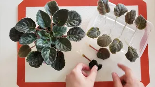 African violet Saintpaulia easy  & simple propagation from leaf to plantlet