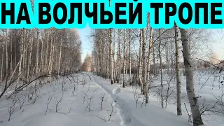 На волчьей тропе