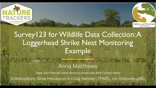 Wildlife Diversity Webinar | Loggerhead Shrikes