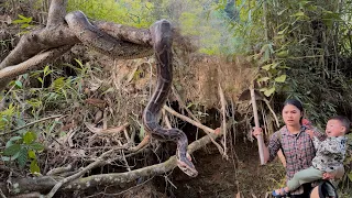 Life of a 17-Year-Old Single Mother - Harvesting cassava and attacked by a giant python - ly tu ca