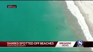 26-year-old man killed in shark attack off Santa Cruz County coast
