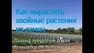 Как вырастить хвойные растения из семян. Императорский Питомник.