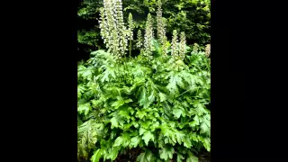 АКАНТ  /ACANTHUS( растения/plants)( HD slide show)!