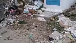 Tunisian cats mating