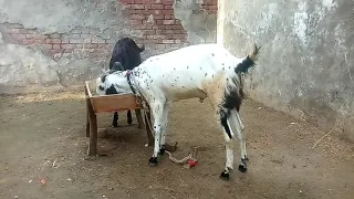 Eid Ul Adha 2019 Qurbani k Janwar