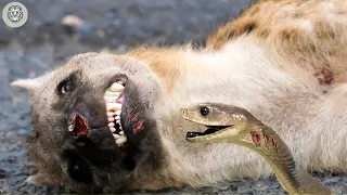 45 Tragic Moments! Hyenas Suffer Pain When Hit By Snake Venom | Animal Attacks