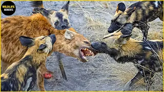 Painful ! Hyena Is Brutally Attacked By Wild Dogs And What Will Happen?
