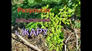 Виноград . Как отцвел виноград после двухнедельной ЖАРЫ!