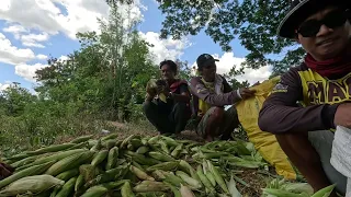 MAIS HARVEST NA WALANG PUHUNAN (Ganito Kaming Magkakatabing Farm)