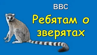 ВВС Ребятам о зверятах - Кошачий лемур