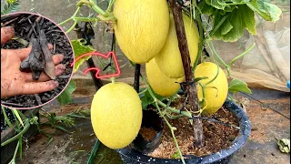 Easy - Growing cantaloupes at home with this method yields many fruits and high yields