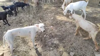 Our Village Beauty Goats