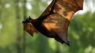 Eagle attacks giant bat dơi