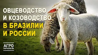 Козоводство и овцеводство в РФ и Бразилии: какие цели ставят страны? Агропараллели. Выпуск №5