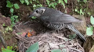 Cuckoo parasitism: Cuckoo bird can't grab food, very anxious杜鹃鸟寄生：杜鹃鸟脖子太短，抢不到食物，快哭了