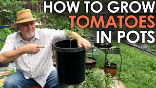 How to Grow TOMATOES in Pots || Black Gumbo