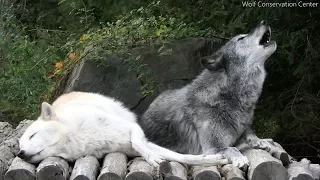 Wolf Siblings Cuddle