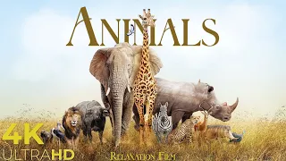 Wild Animals Around the World • 4K Nature Relaxation Film with Beautiful Piano Music