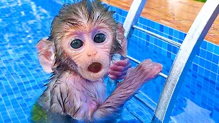 Baby Monkey Bon Bon Playing at The Pool With So Cute Puppy and Duckling in The Garden - Bon Bon Farm