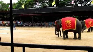 IOI 2011 - The Elephant Show - Bowling