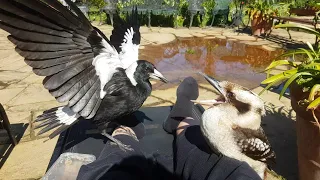 Kookaburra and magpie arguing on my lap!