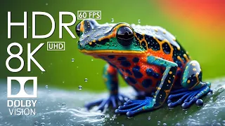 8K HDR 60FPS Dolby Vision with Calming Piano Music (Colorful Life)