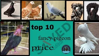 top 10 fancy pigeon name's and price #foryou #pigeon #viral #video #special #foryou #subscribe