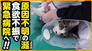 【子猫保護】突然のよだれ...ご飯を食べない！病院へ連れて行きました