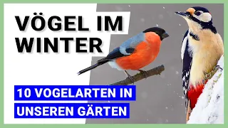 Vögel im Winter: Diese 10 Vogelarten überwintern in unseren Gärten