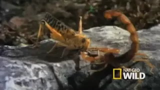 Innovative Scorpions | Nat Geo Wild