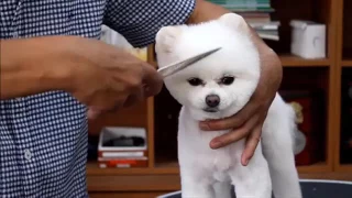 PET GROOMING ||: Grooming  Cute Pomeranian Dog.