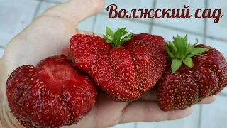 Самые сладкие, самые вкусные сорта  клубники в нашем саду.