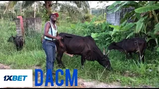 Dac-M 282😂😂😂🇬🇦 le voleur des boeufs