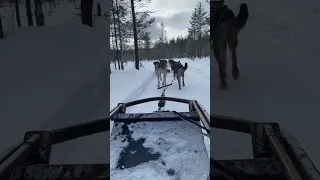 Husky ride in Lapland 🇫🇮