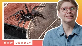 Why you should NEVER touch this Australian spider | How Deadly (Funnel Web)