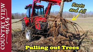 Pulling Trees out by the Roots and Turning them into Mulch.  Clearing overgrown fence row.