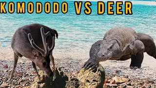 VARANUS KOMODO DRAGON VS DEER TIMORENSIS