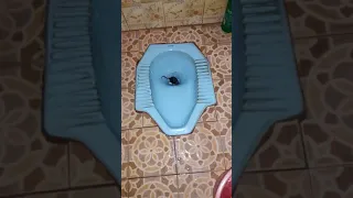 Tikus kecil di WC rumah seorang warga, disiram pake air baru hilang [HD] #tikusberdasi #camplect #ca