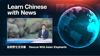 Chinese News Stories—Learn HSK5 and HSK6 Chinese from News: Rescue Wild Asian Elephants