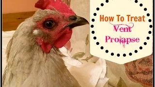 How To Treat Vent Prolapse~