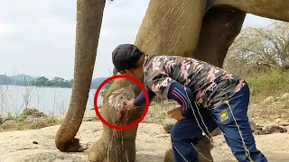 Leg abscess popped from Elephant suffering alone in an island | Brave officers were there to treat