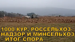 1000 кур и Россельхознадзор и Минсельхоз - итоги спора