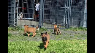 Malinois puppies 7 (seven) weeks old - Little Devils 3:)