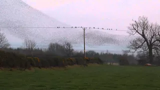 amazing starling murmurations  Gretna Solway Scotland 2014