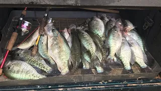 Crappie Stacked in 1 Foot of Water!