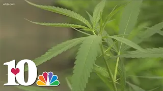 Kentucky lawmakers filing bills to legalize marijuana for medical, recreational use